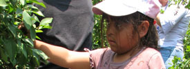 ChildrenInTheFields-275-100
