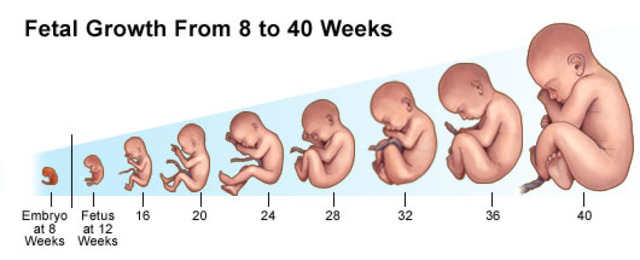 Pregnancy &amp; Pesticides – Association of Farmworker ...